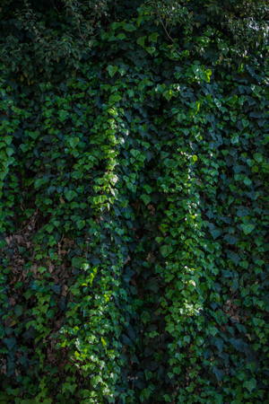 Green leaves of the spring seasonの写真素材