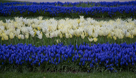 White color Tulips Bloom in Spring in gardenの写真素材