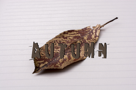 Autumn dry leaf placed on white paper backgroundの写真素材