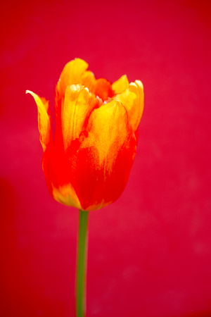 Colorful tulip flower bloom with a colorful backgroundの写真素材