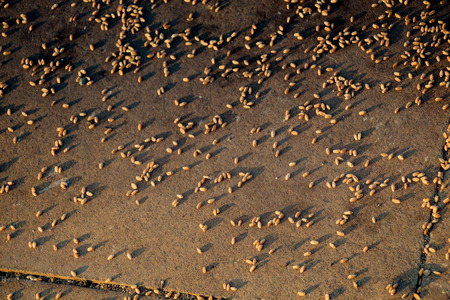 Lots of yellow wheat grains on a stone surface on the viewの写真素材
