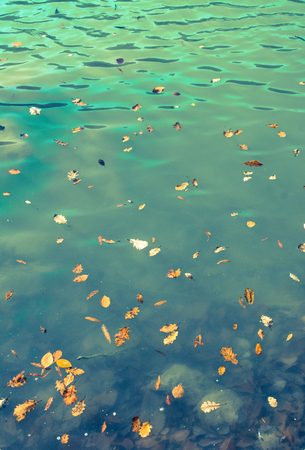 Autumn leaves texture for background. leaf background texture on waterの写真素材