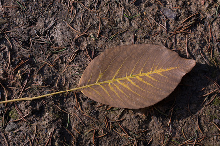 One separate dry leaf  of Autumn timesの写真素材