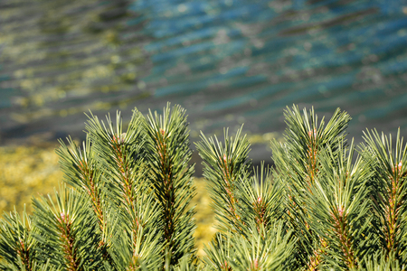 Part of a green pine  tree in view in summerの写真素材