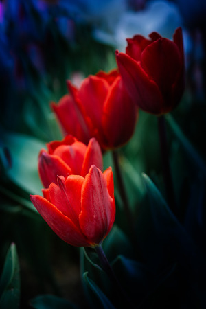 Beautiful tulips flower for postcard beauty concept designの写真素材