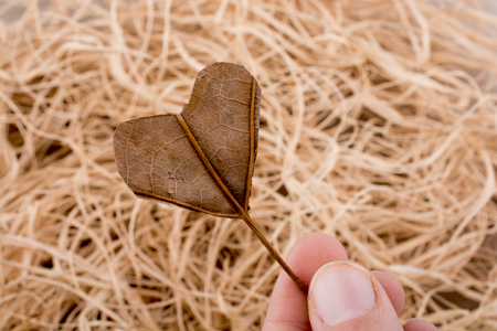 Heart shape cut leaf in hand found on a background full of strawsの写真素材