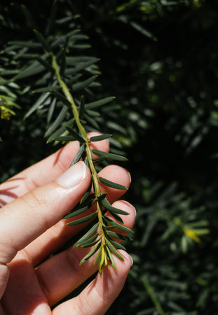 Hand holding a part of a green tree  brunch