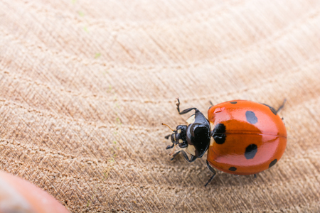 Beautiful photo of red ladybug walking on a piece of woodの写真素材