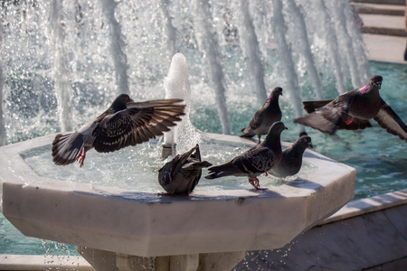 City pigeons by the side of water at a fountainの写真素材
