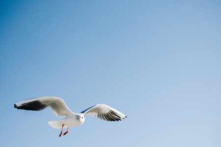 Single seagull flying in a blue sky backgroundの写真素材