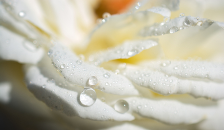 Beautiful colorful Rose with water drops on itの写真素材