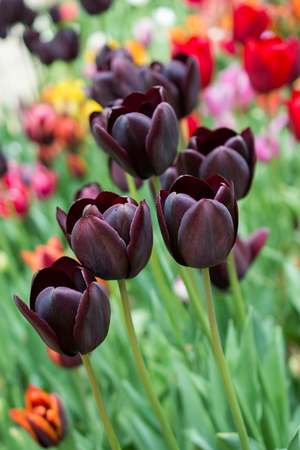 Colorful tulip flowers bloom in the spring  gardenの写真素材