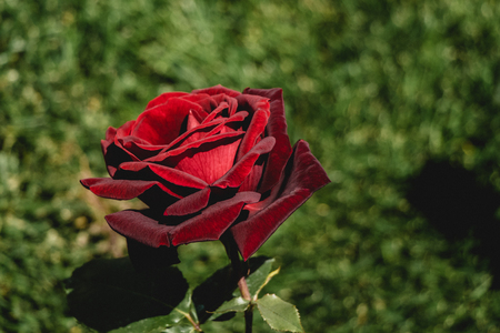 Beautiful colorful Rose Flower on garden backgroundの写真素材