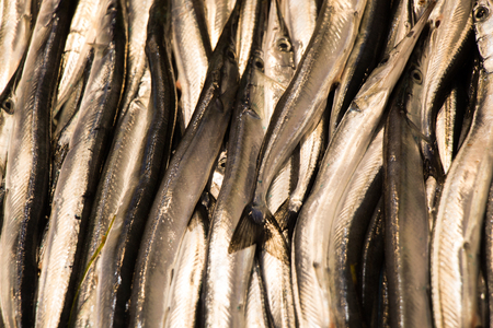 Fresh for sale at a fish marketの写真素材