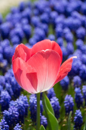 Colorful single tulip flower bloom in the spring gardenの写真素材
