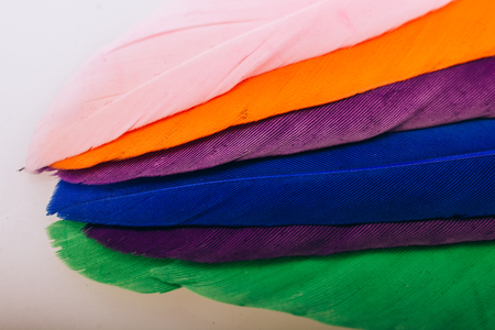Studio shot photo of colored bird feathers as texture backgroundの写真素材