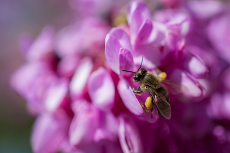 Beautiful colorful flowers  bee on a sunny spring dayの写真素材
