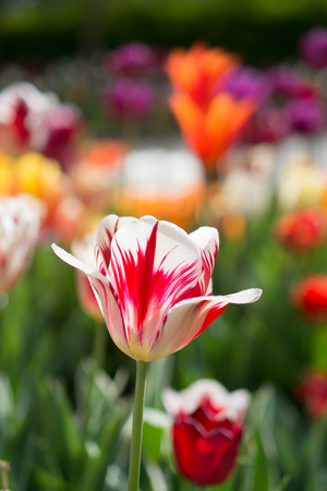 Outstanding colorful tulip flower bloom in the spring  gardenの写真素材