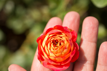 Hand holding rose bloom in in the gardenの写真素材