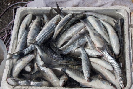 Fresh for sale at a fish market