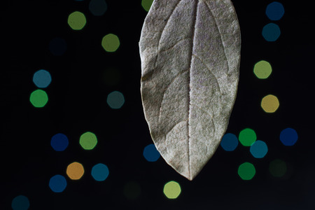 Dry leaf on a bokeh lighton a dark backgroundの写真素材
