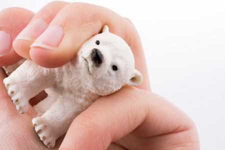 Hand holding White Polar bear modelの写真素材
