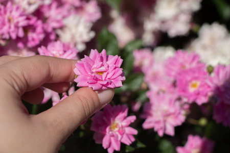 Hand holding a  colorful Rose Flower