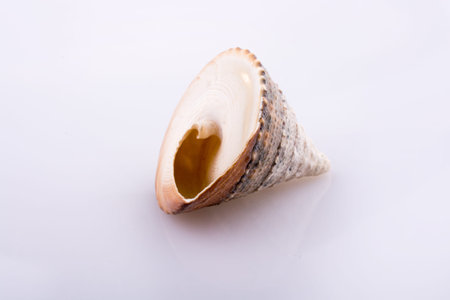 Beautiful sea shell on a white background