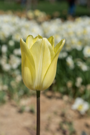 Outstanding colorful tulip flower bloom in the spring  gardenの写真素材