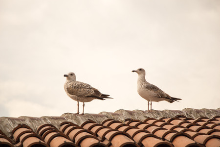Seagull is sitting on the roofの写真素材