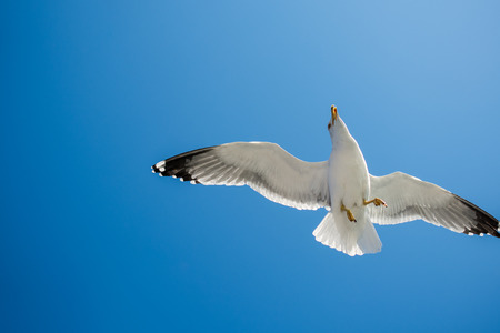 Single seagull flying in a blue skyの写真素材