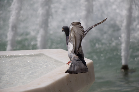 City pigeon by the side of water at a fountainの写真素材