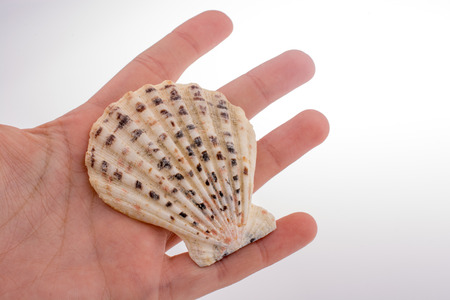 Hand holding Beautiful sea shell on a whiteの写真素材