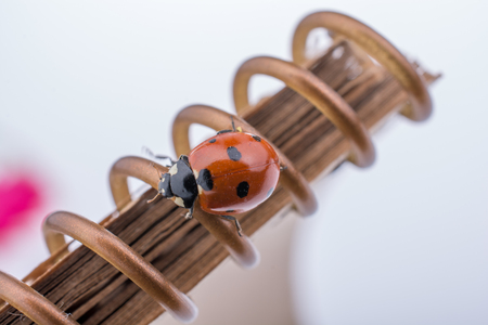 Beautiful  red ladybug walking on a notebookの写真素材