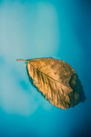 Gold color dry leaf is placed in blue waterの写真素材