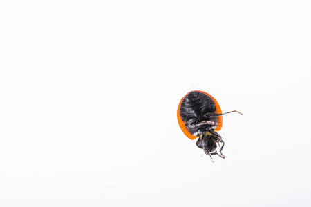 Beautiful photo of red ladybug over turnedの写真素材
