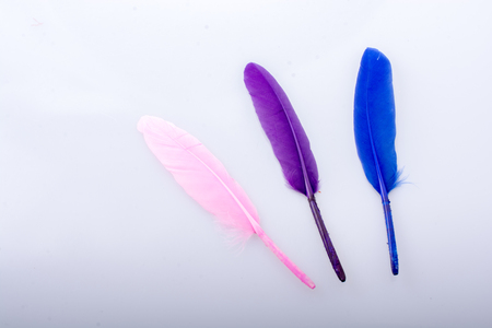 Collection of colored decorative feathers placed  on white backgroundの写真素材