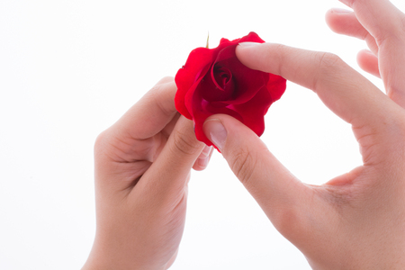 Hand holding a red rose on a white backgroundの写真素材