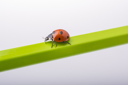 Beautiful photo of red ladybug walking on a wooden stickの写真素材