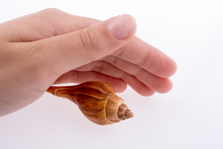 Hand holding Beautiful sea shell on a white backgroundの写真素材