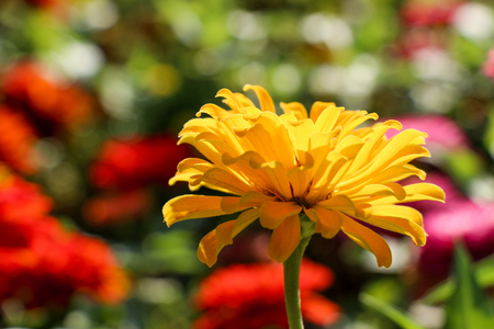 Beautifu lZinnia flowers in nature backgroundの写真素材