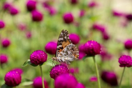 Beautiful butterfly perching on flower on nature backgroundの写真素材