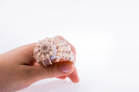 Hand holding Beautiful sea shell on a white backgroundの写真素材