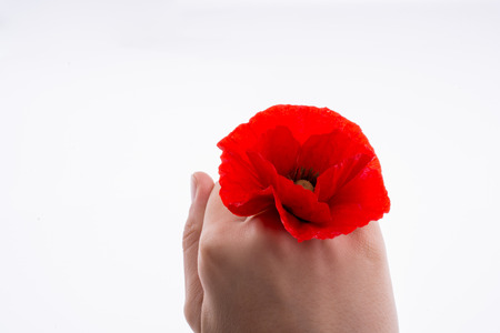 Hand holding a Red Poppy on a white backgroundの写真素材