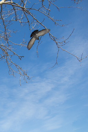 Pigeon is sitting on the tree branchの写真素材