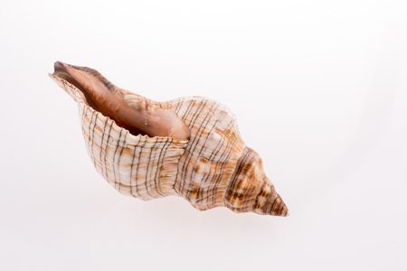 Beautiful sea shell on a white backgroundの写真素材