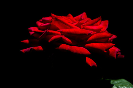 Beautiful fresh roses in close up viewの写真素材