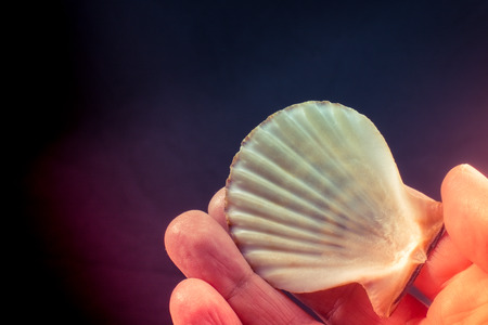Hand holding beautiful seashell in hand on blackの写真素材