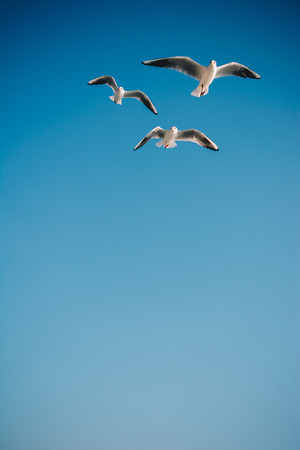Seagulls are  flying in skyの写真素材