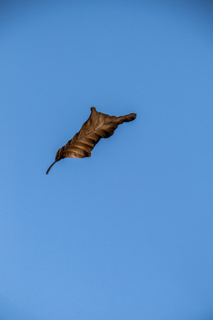 Dry tree leaf as an Autumnの写真素材
